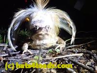 /home//u458753944/public_html/sourcegallery///////Roxborough Toad Detour/2022/2022-03-19/P3190928.JPG